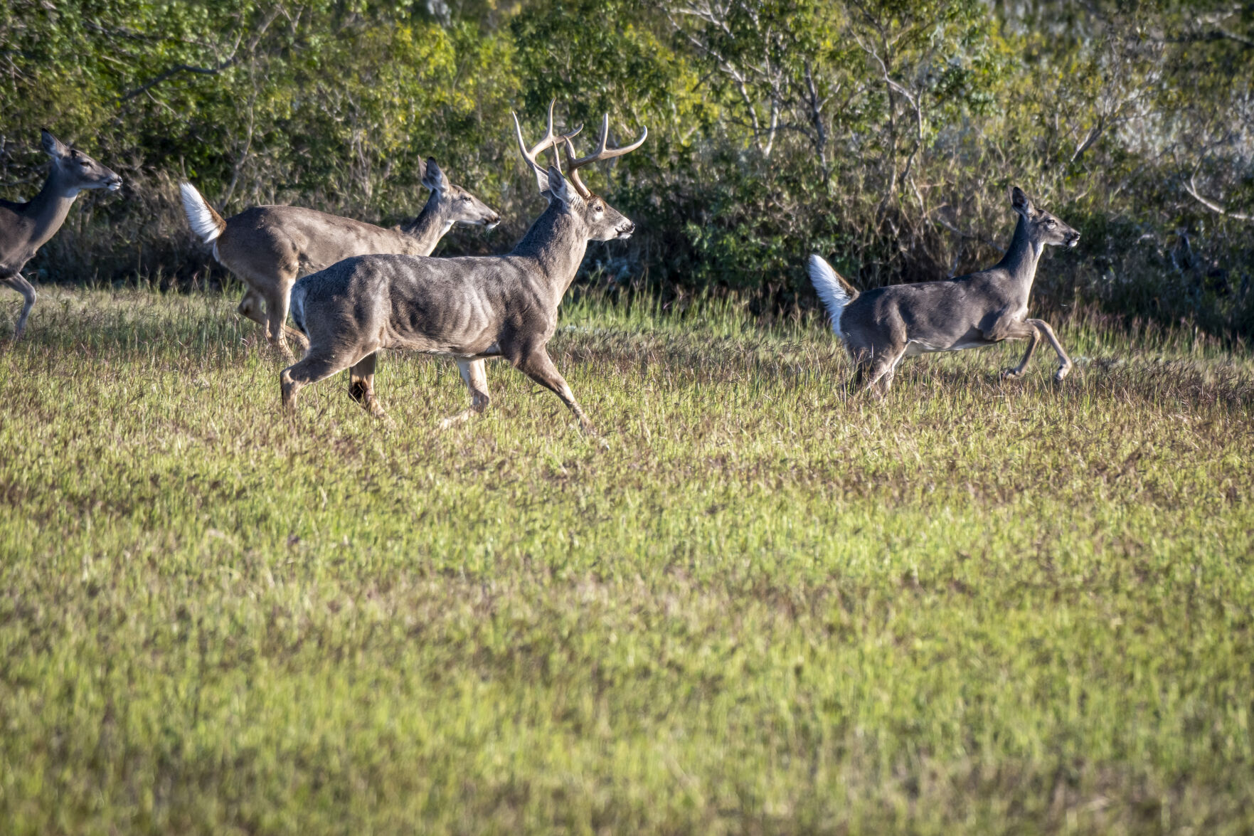 Texas Hunts